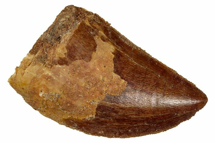 Serrated, Carcharodontosaurus Tooth - Real Dinosaur Tooth #341280